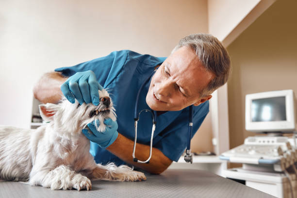 Best Emergency Wisdom Teeth Removal in Webster, FL